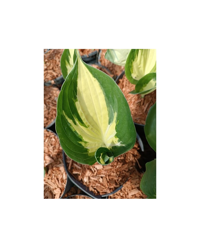 Hosta 'Eternal Flame' - Funkia