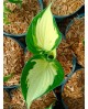 Hosta 'Eternal Flame' - Funkia