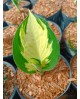 Hosta 'Eternal Flame' - Funkia