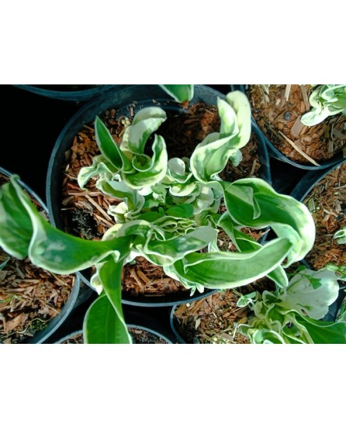 Hosta 'Let's Twist Again' - Funkia