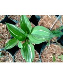 Hosta 'Gypsy Lemon' - Funkia