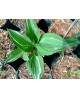 Hosta 'Gypsy Lemon' - Funkia