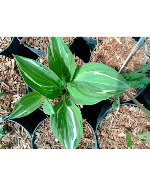 Hosta 'Gypsy Lemon' - Funkia