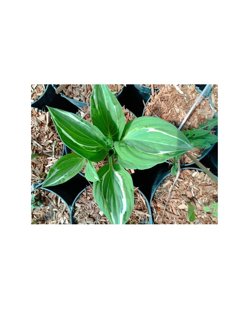 Hosta 'Gypsy Lemon' - Funkia