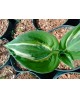 Hosta 'Gypsy Lemon' - Funkia