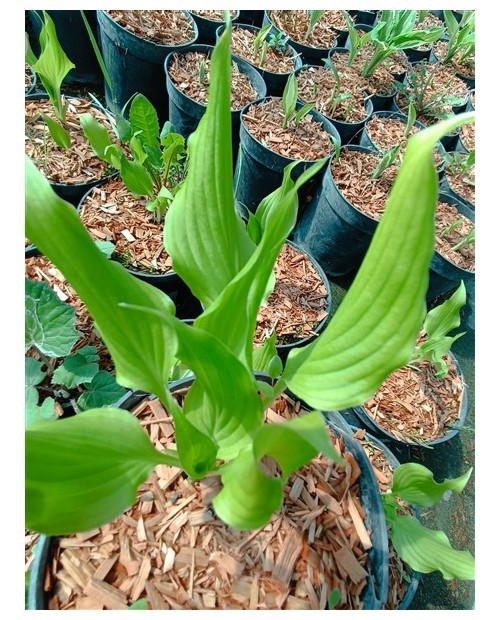 Hosta 'Bridegroom' - Funkia