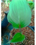 Hosta 'Gooseberry Sundae' - Funkia