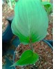 Hosta 'Gooseberry Sundae' - Funkia