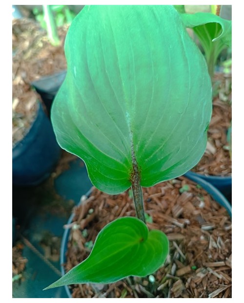 Hosta 'Gooseberry Sundae' - Funkia