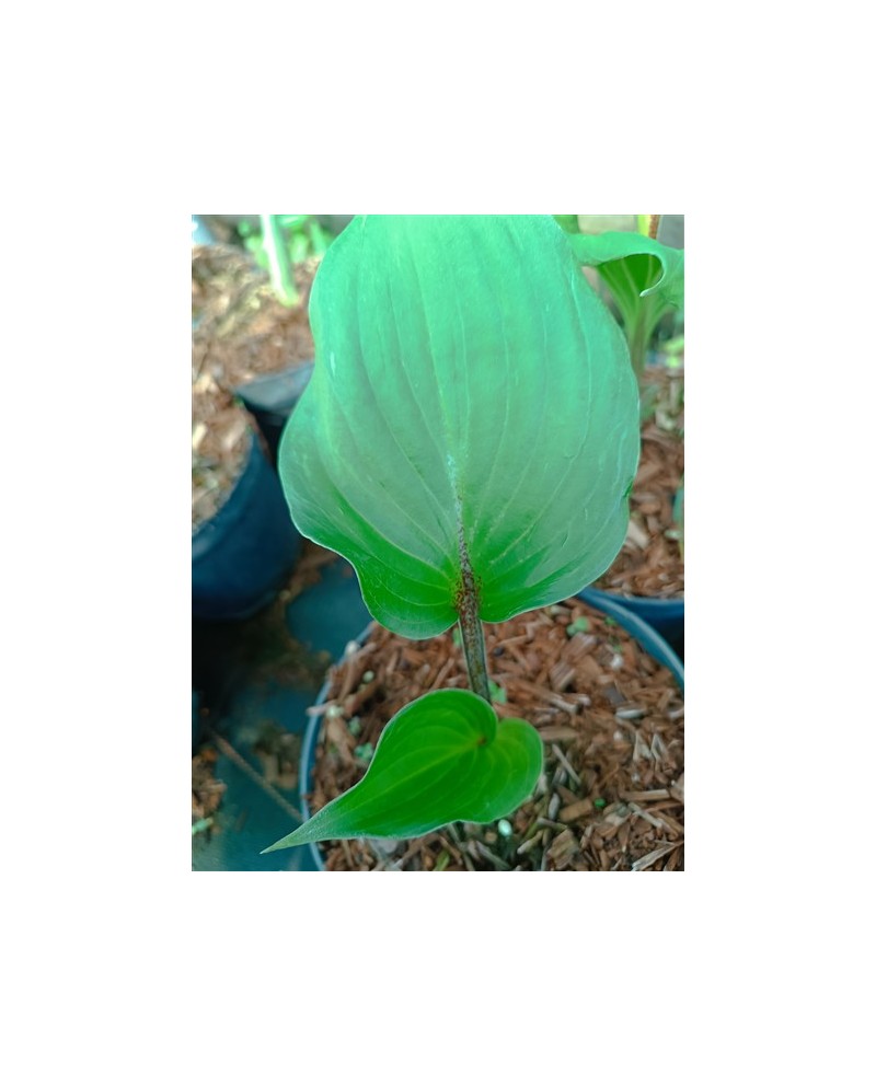 Hosta 'Gooseberry Sundae' - Funkia