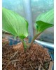 Hosta 'Gooseberry Sundae' - Funkia
