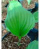 Hosta 'Gooseberry Sundae' - Funkia