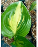 Hosta 'American Sweetheart' - Funkia