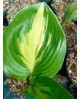 Hosta 'American Sweetheart' - Funkia