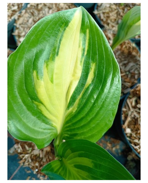 Hosta 'American Sweetheart' - Funkia