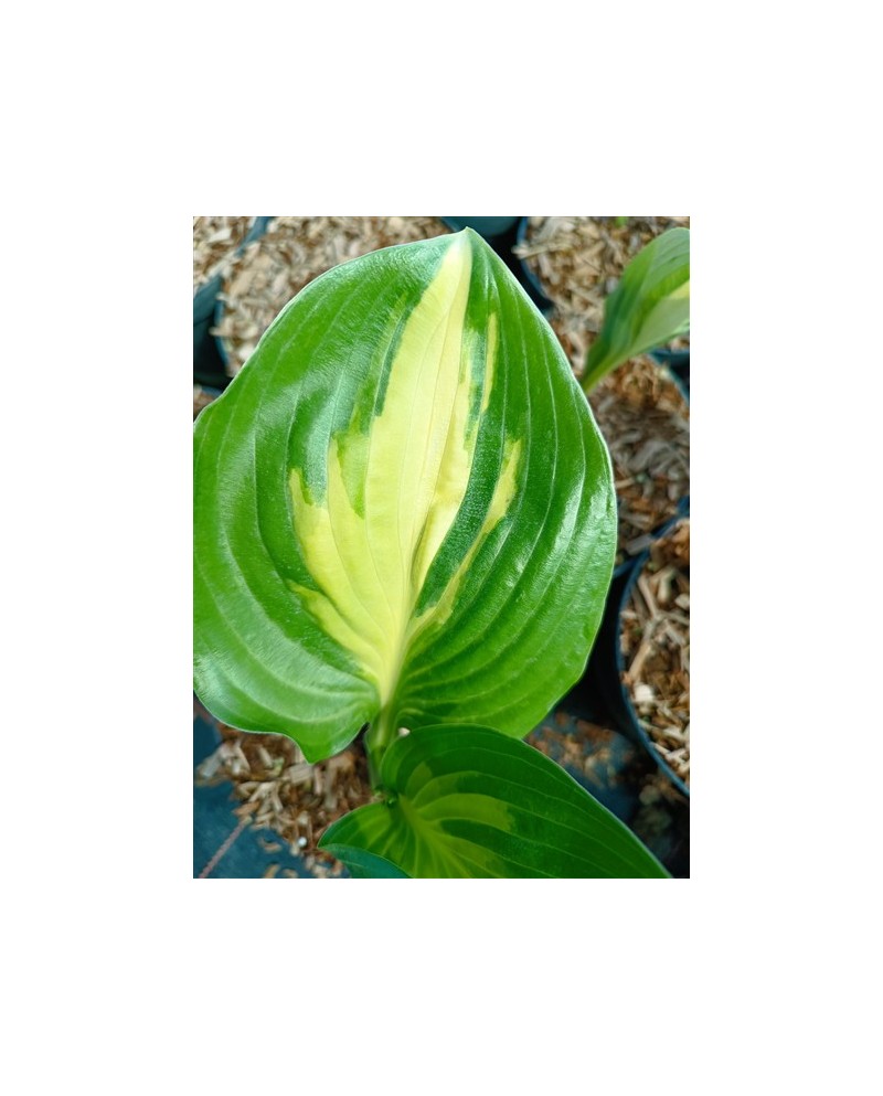 Hosta 'American Sweetheart' - Funkia