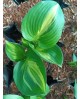Hosta 'American Sweetheart' - Funkia