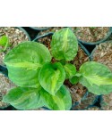 Hosta 'Mango Tango' - Funkia