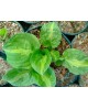Hosta 'Mango Tango' - Funkia