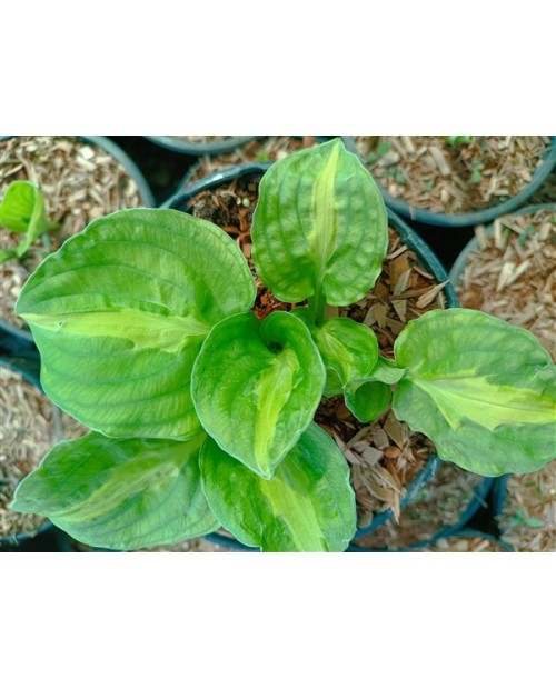Hosta 'Mango Tango' - Funkia
