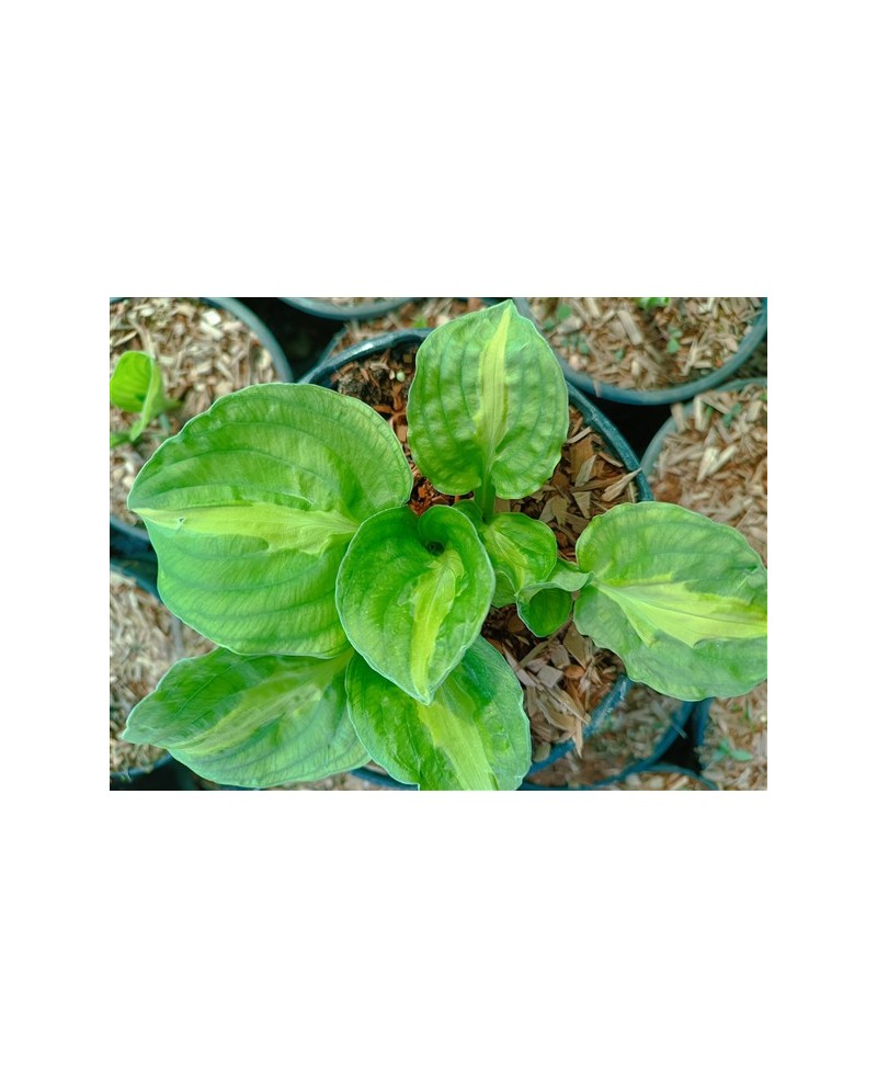 Hosta 'Mango Tango' - Funkia