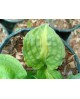 Hosta 'Mango Tango' - Funkia