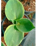 Hosta 'Pizzazz' - Funkia