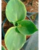 Hosta 'Pizzazz' - Funkia