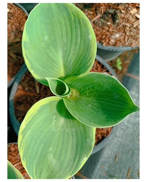 Hosta 'Pizzazz' - Funkia