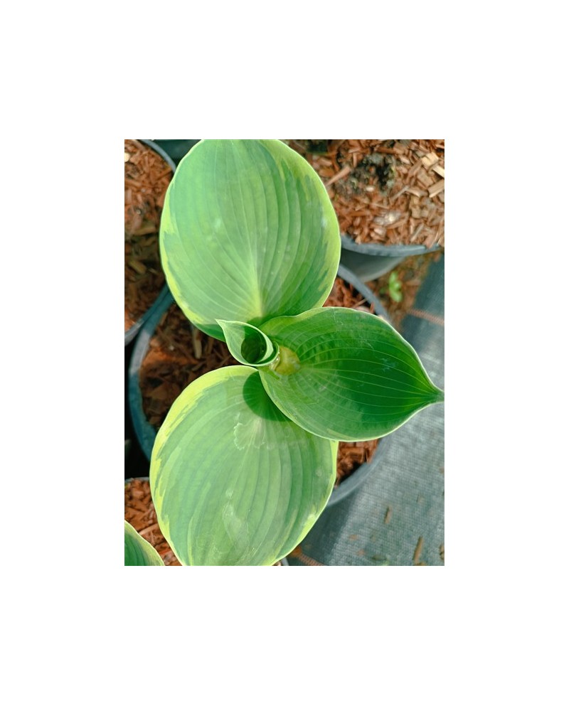 Hosta 'Pizzazz' - Funkia