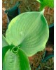 Hosta 'Pizzazz' - Funkia