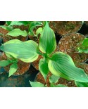 Hosta 'Francheska' - Funkia