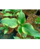Hosta 'Francheska' - Funkia