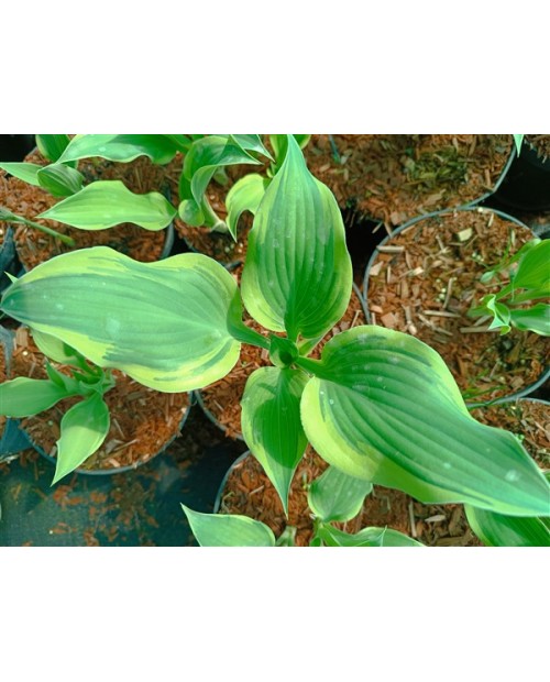 Hosta 'Francheska' - Funkia