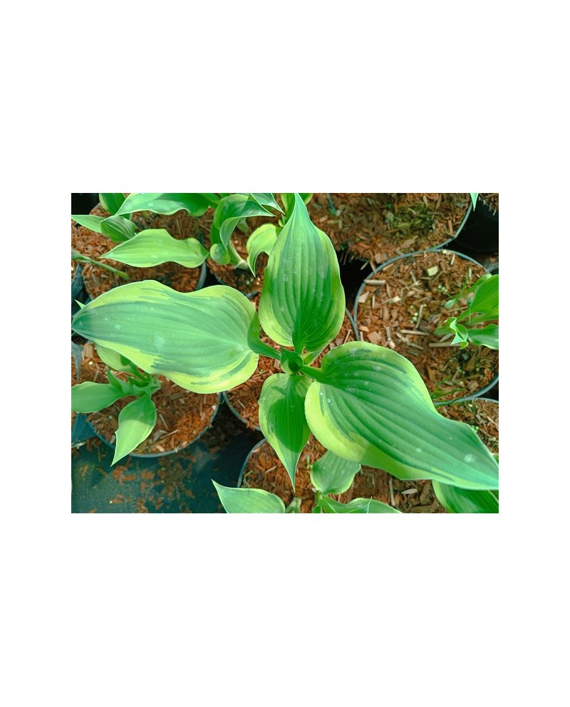 Hosta 'Francheska' - Funkia