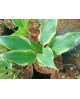 Hosta 'Francheska' - Funkia