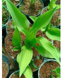 Hosta 'Antioch' - Funkia