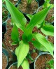 Hosta 'Antioch' - Funkia