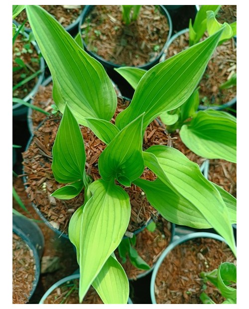 Hosta 'Antioch' - Funkia