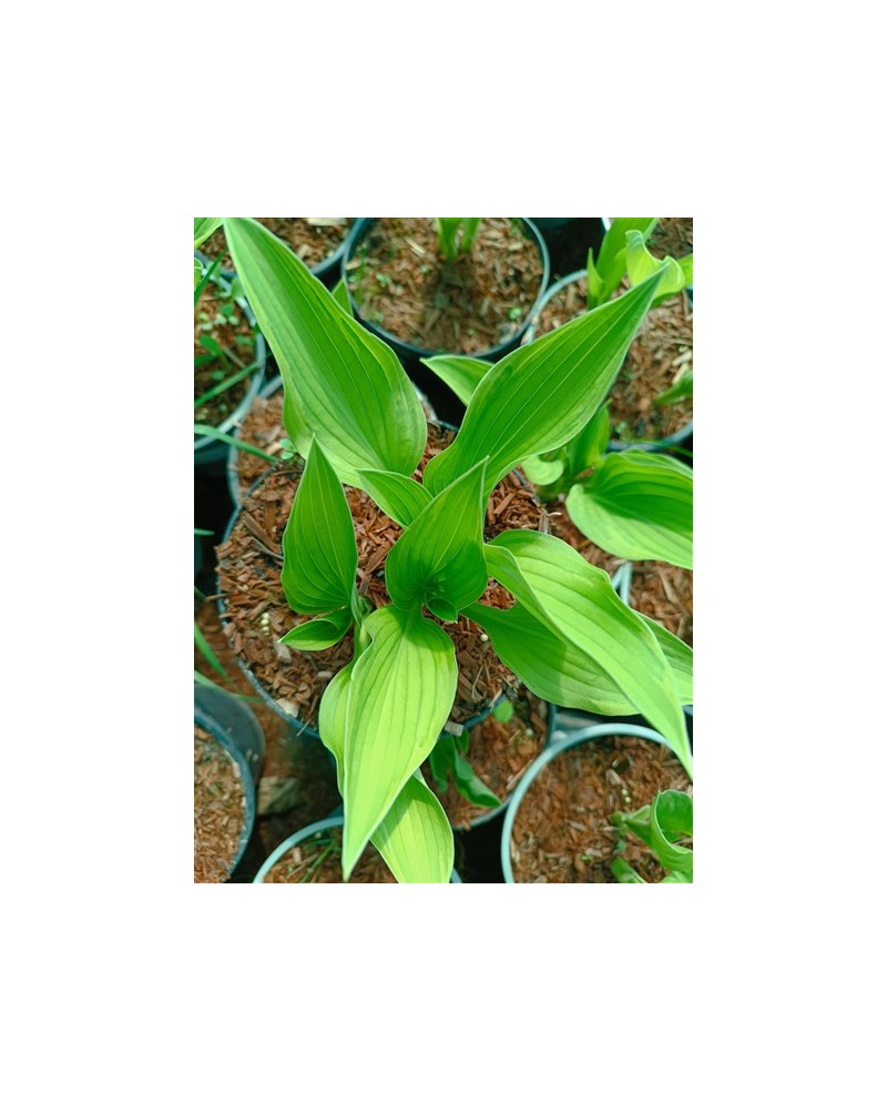 Hosta 'Antioch' - Funkia