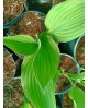 Hosta 'Antioch' - Funkia