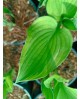 Hosta 'Antioch' - Funkia