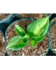 Hosta 'Green Patriot' - Funkia
