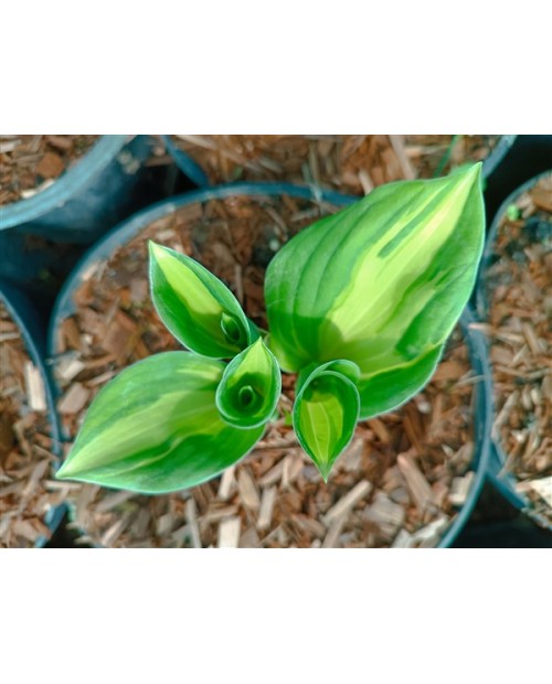 Hosta 'Green Patriot' - Funkia