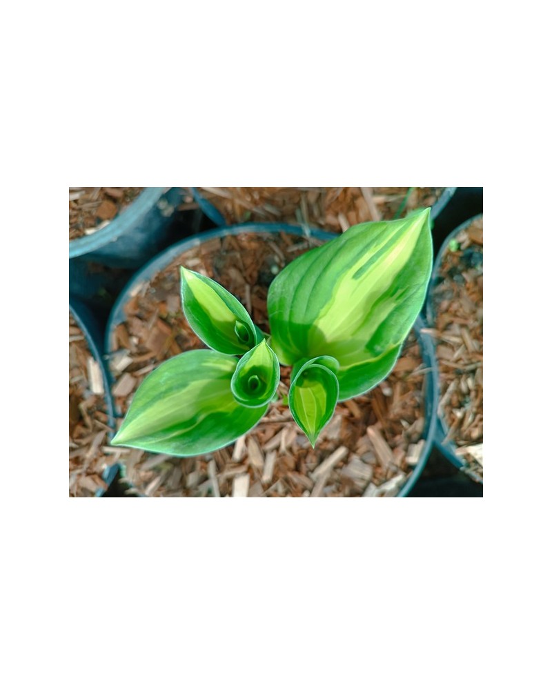 Hosta 'Green Patriot' - Funkia