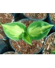 Hosta 'Green Patriot' - Funkia