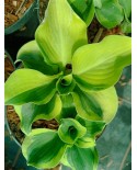 Hosta 'Mini Skirt' - Funkia