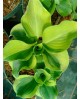 Hosta 'Mini Skirt' - Funkia