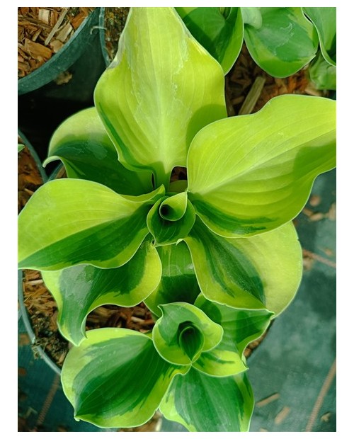 Hosta 'Mini Skirt' - Funkia