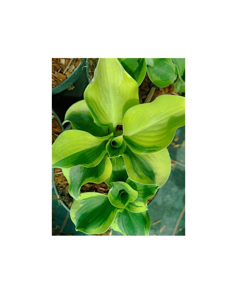 Hosta 'Mini Skirt' - Funkia